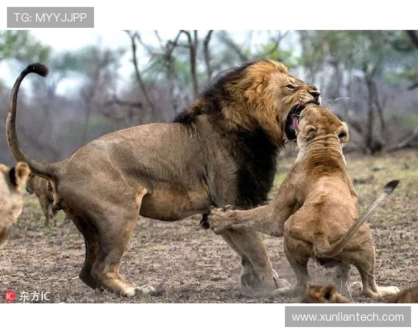 沧州雄狮迎战强敌激战在即 全力以赴誓夺胜利的背后故事
